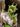 Deck Dragon