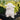 Kiddo Little Lamb